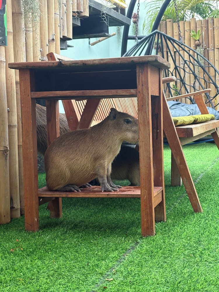 Capybara Zen Resort And Spa