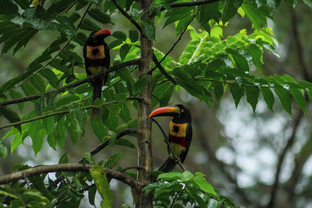 Jungle River Resort - Adults Only