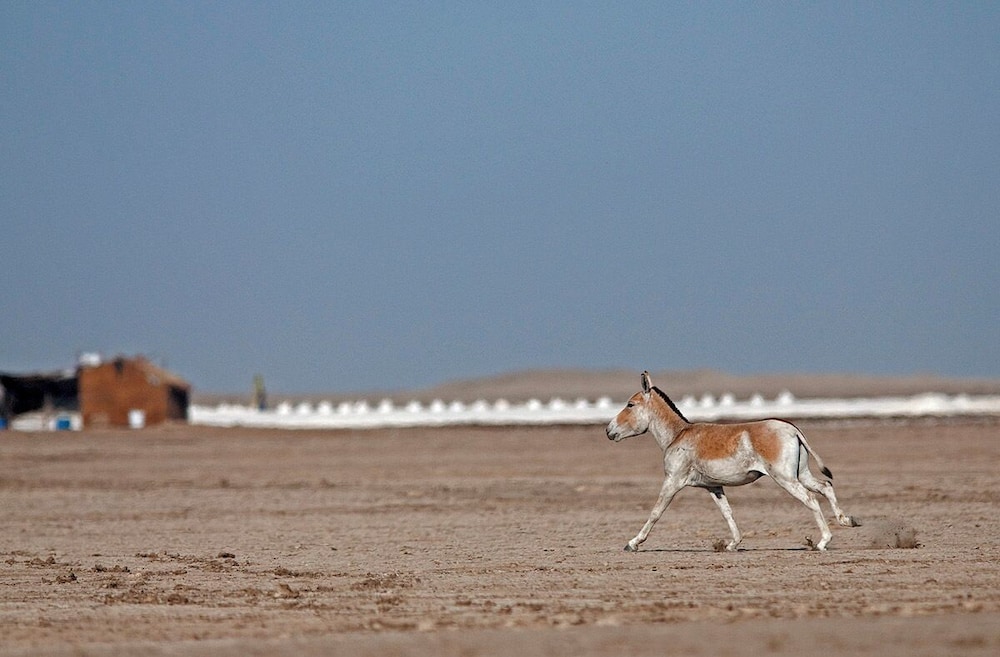 Rann Riders