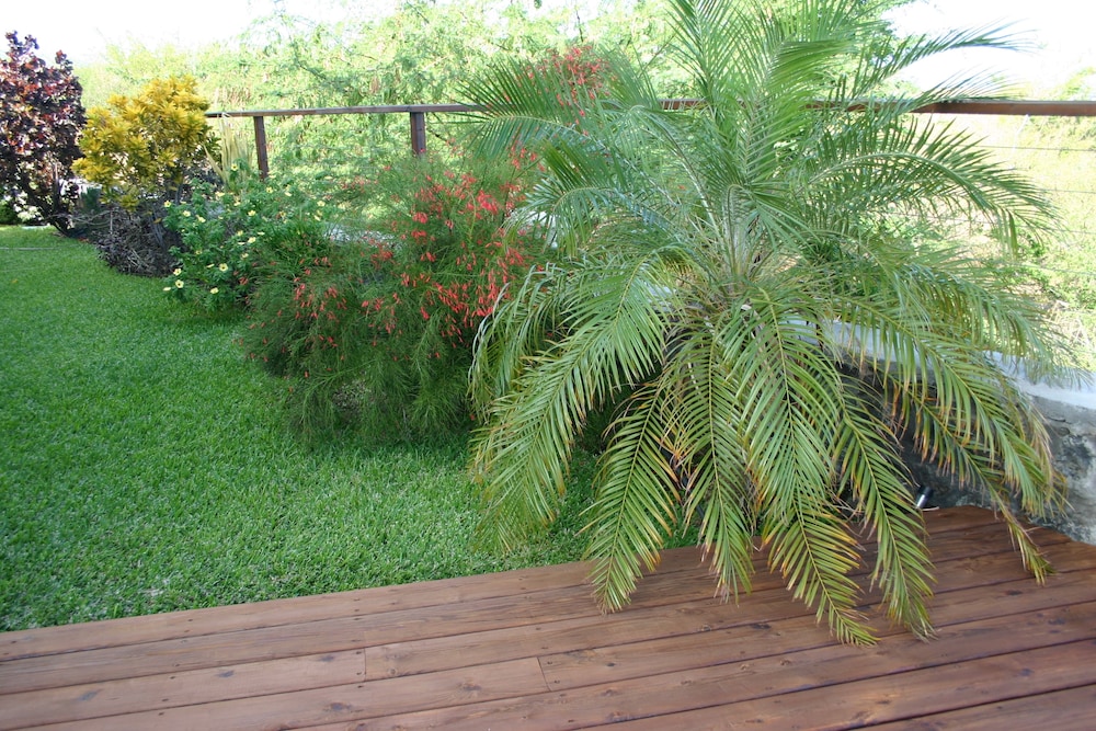 Araucaria