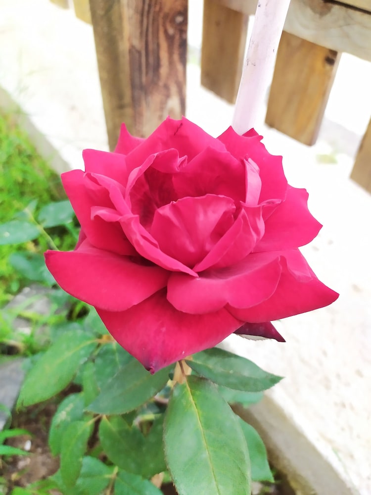 Vailletta Fiorita
