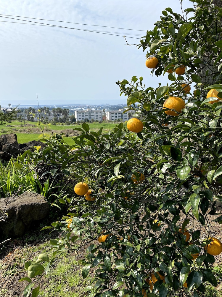 Memory In Jeju Pension