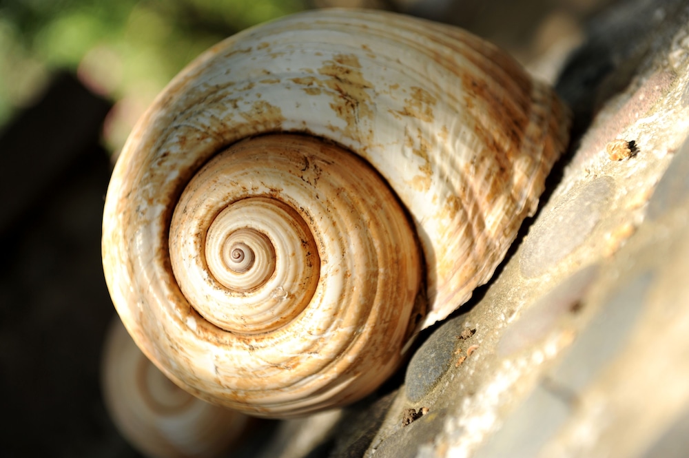 Pharos Apartments photo 4