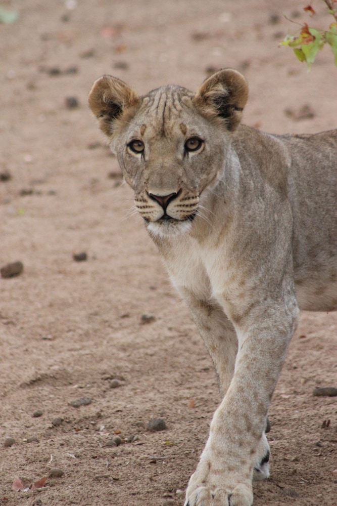 Hobatere Lodge