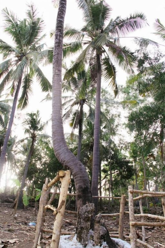 Nyuh Bengkok Tree House