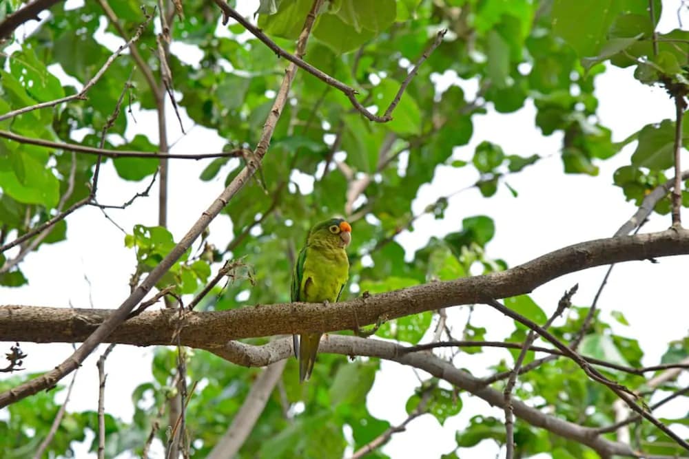 Playa Lagarto Eco Development