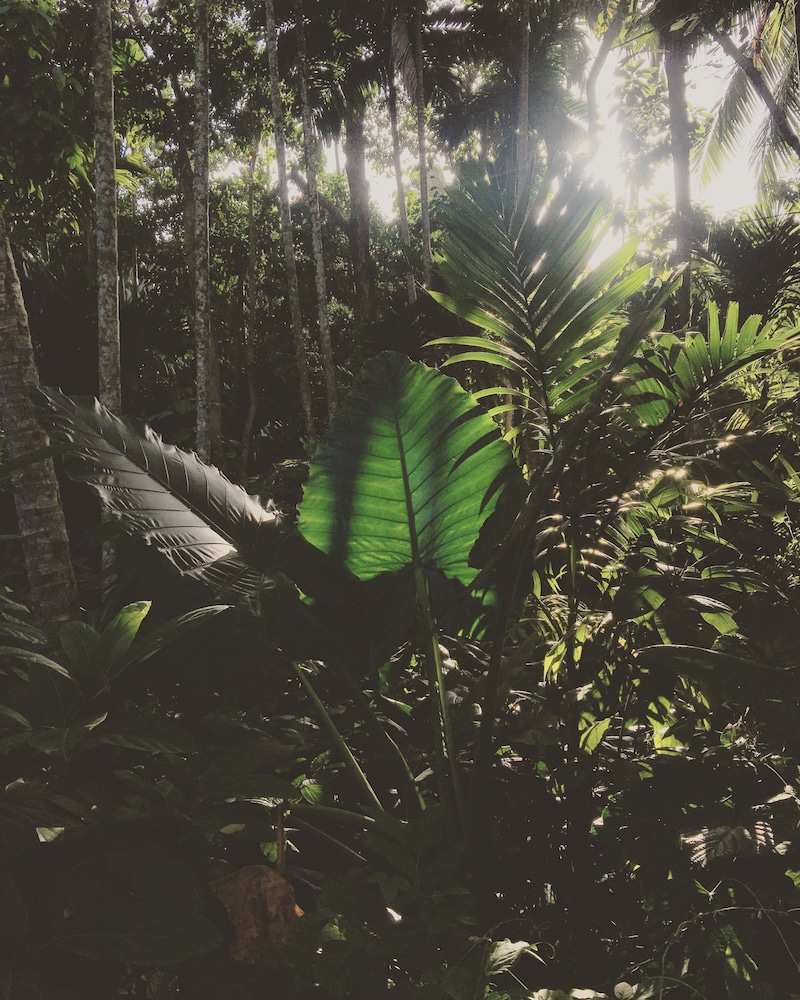 KAJU GREEN eco lodges