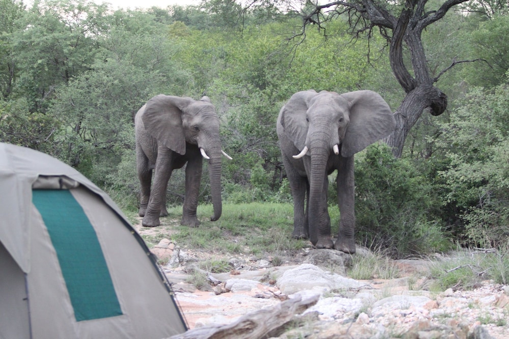 Makumu Private Game Lodge