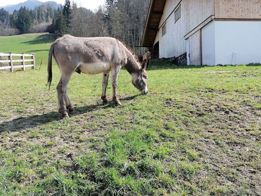 Holiday on an Organic Farm in Hart im Zillertal