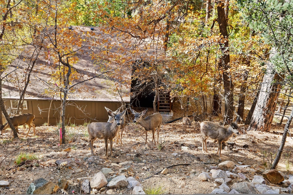 Ponderosa Hideaway 4-br Cabin Mtn View Trails Brbq