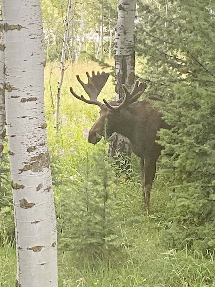 Cub Garden