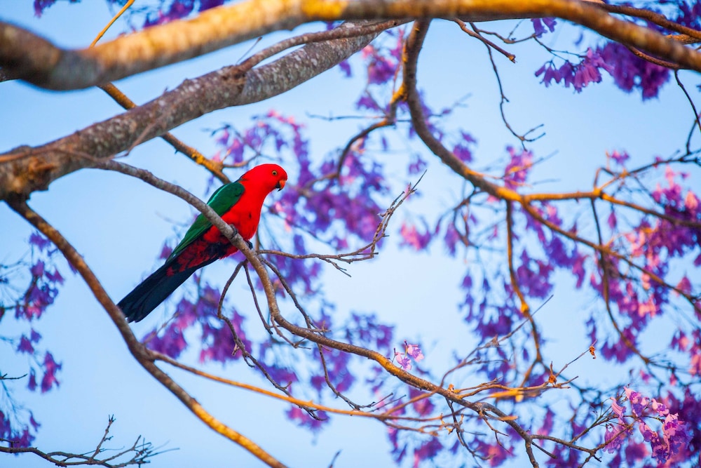 Tamborine Mountain B&B