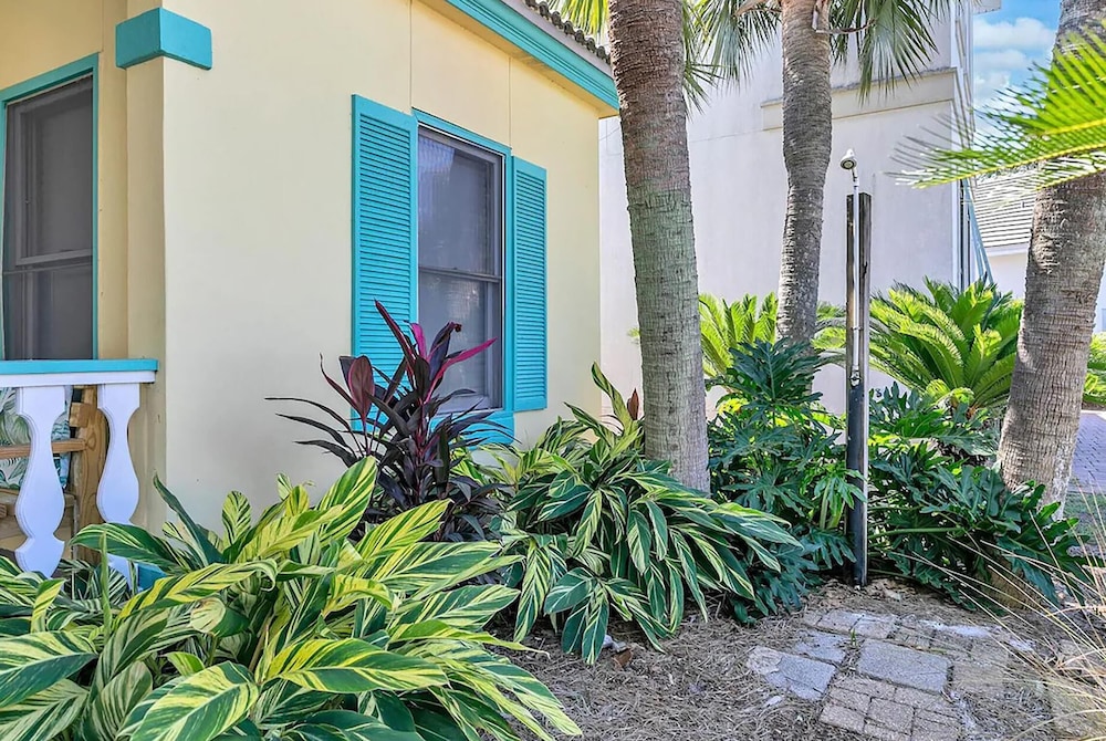Tropical Dreams