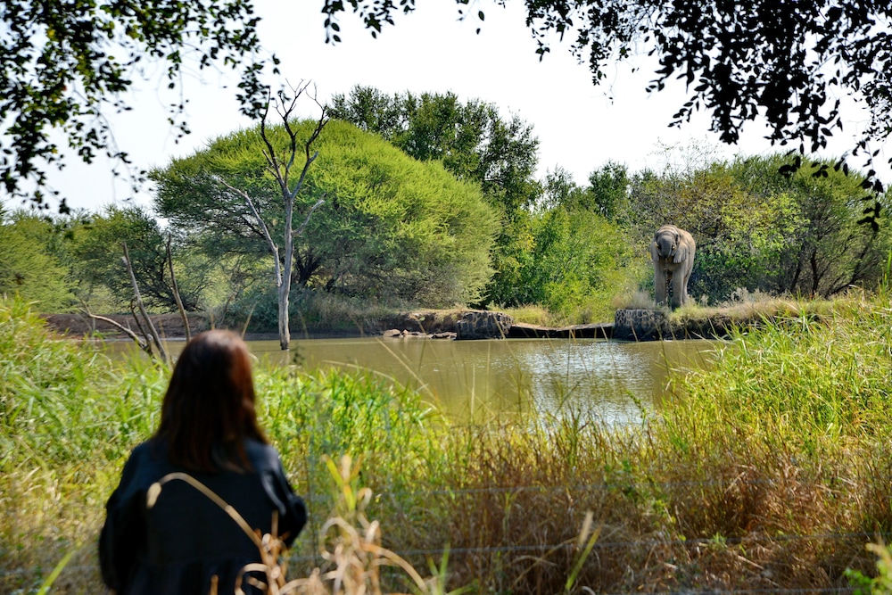 Black Rhino Game Lodge