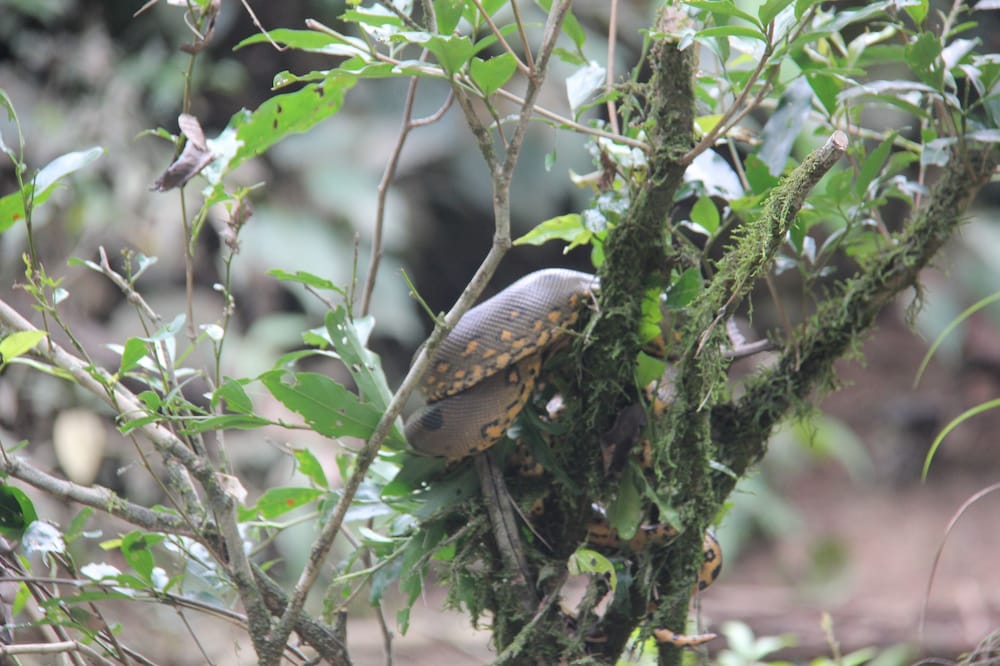 Green forest Ecolodge