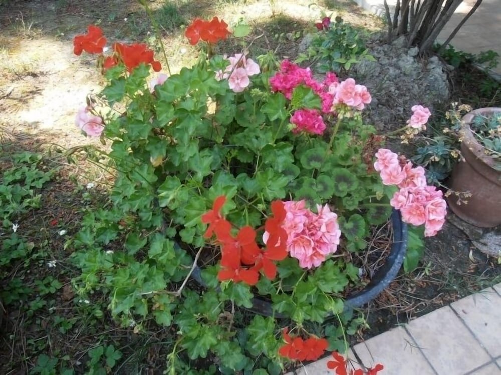 Photo 37