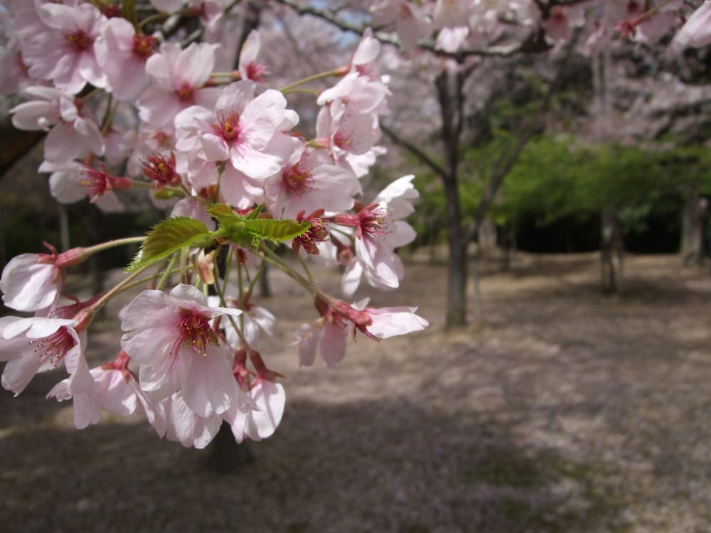 Nagomiyado Anjuann
