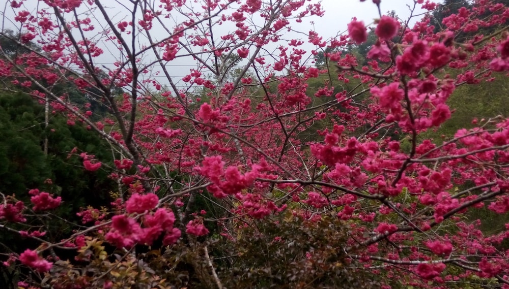 Peach Villa