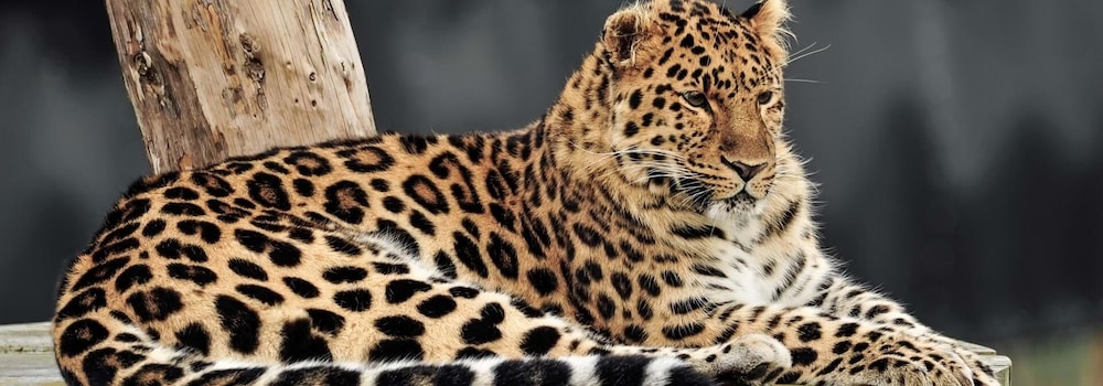 Doncaster Vacations - Hex Wildlife Hotel - Property Image 20