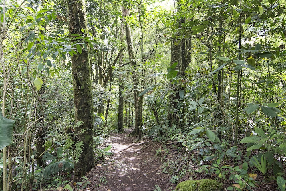 Bosque de Paz