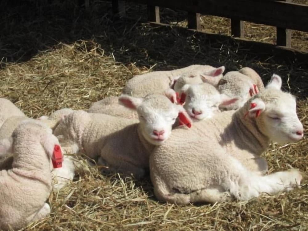 Yorkshire Farm