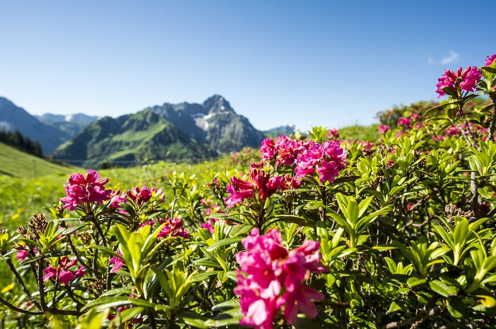 ALP-CHALET Ferienwohnungen Kleinwalsertal
