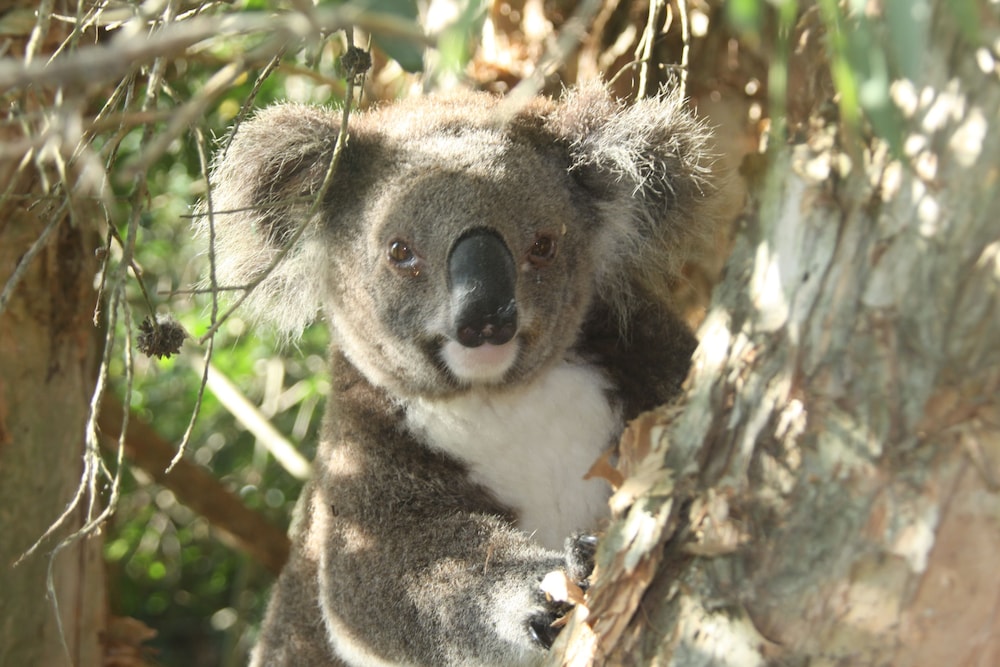 Wanderers Retreat Port Stephens
