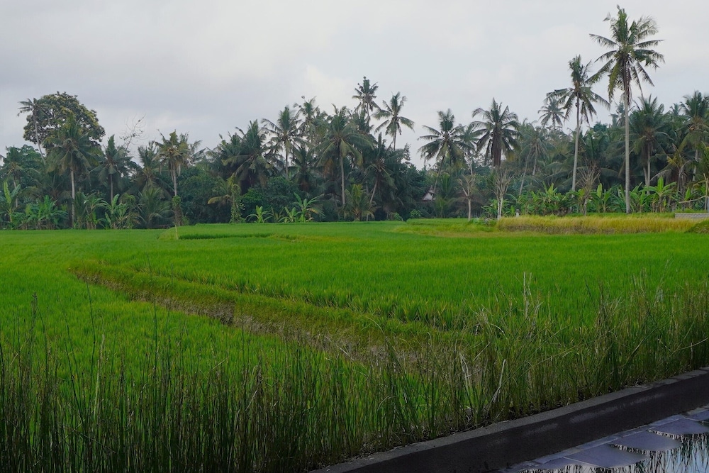 Sierra Vista 1 Ubud