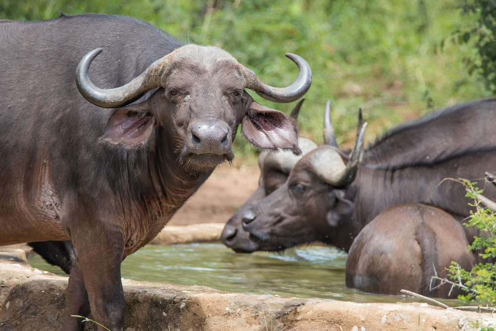 Panzi Lodge