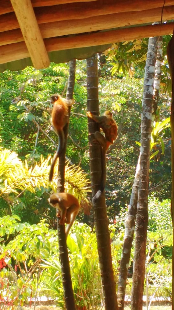 Manuel Antonio Hostel Resort