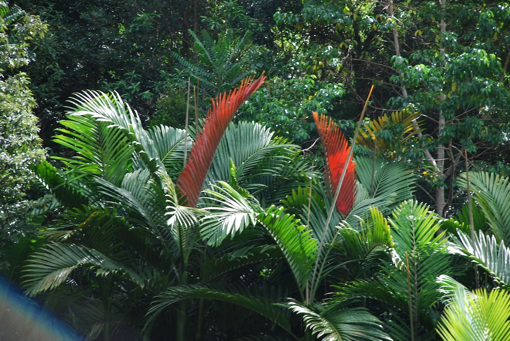 Mt Warning Rainforest Retreat view 5