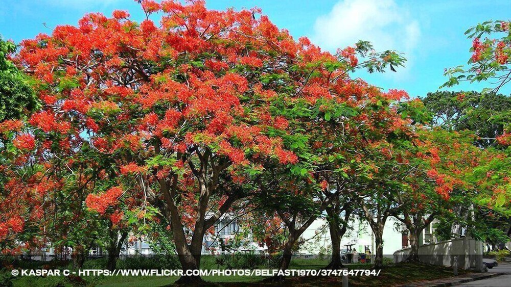 Photo 45