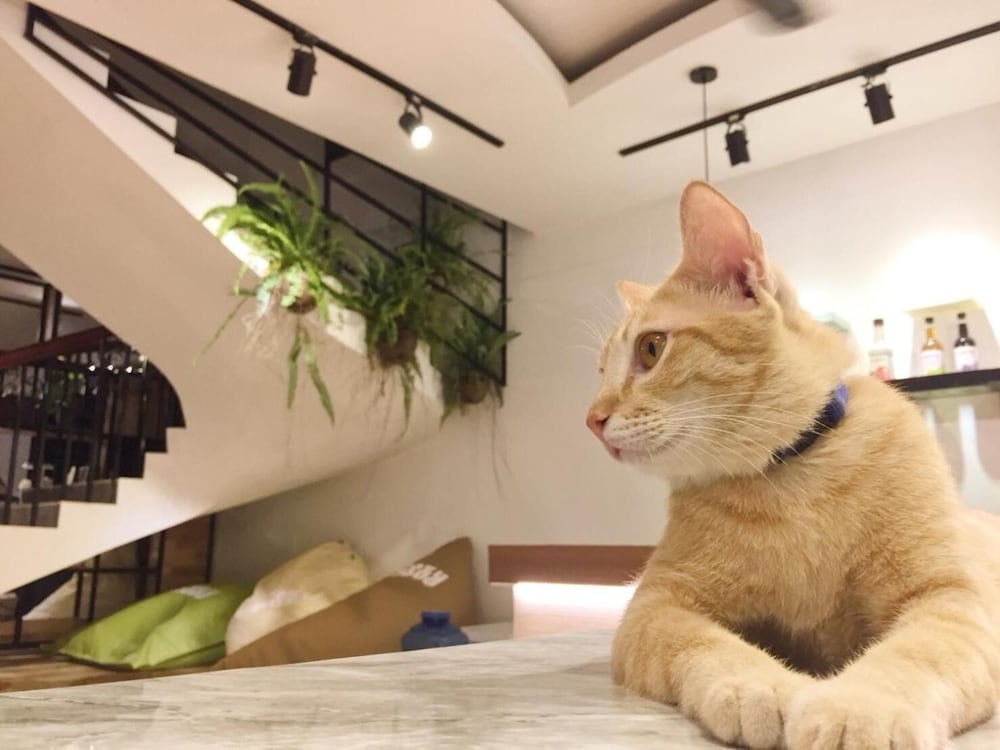 Siem Reap Vacations - Cozycloud Backpackers Hostel - Property Image 36