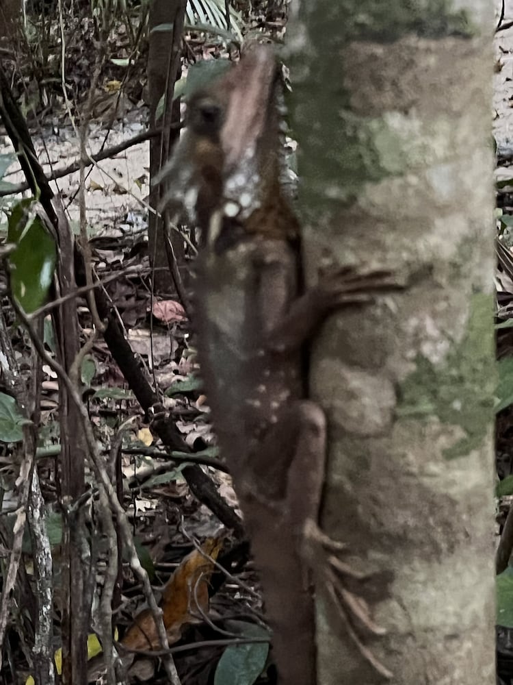 Daintree Crocodylus