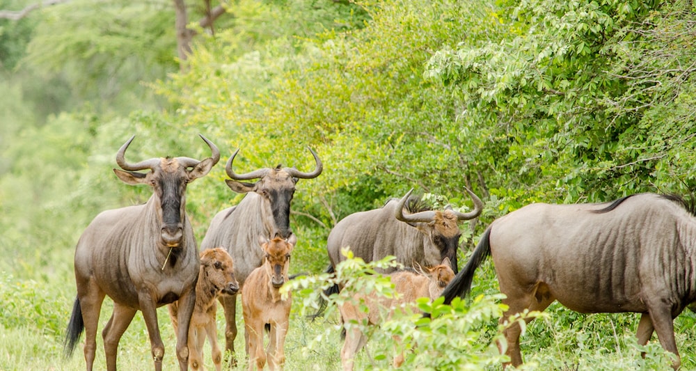 Elandela Private Game Reserve & Luxury Lodge