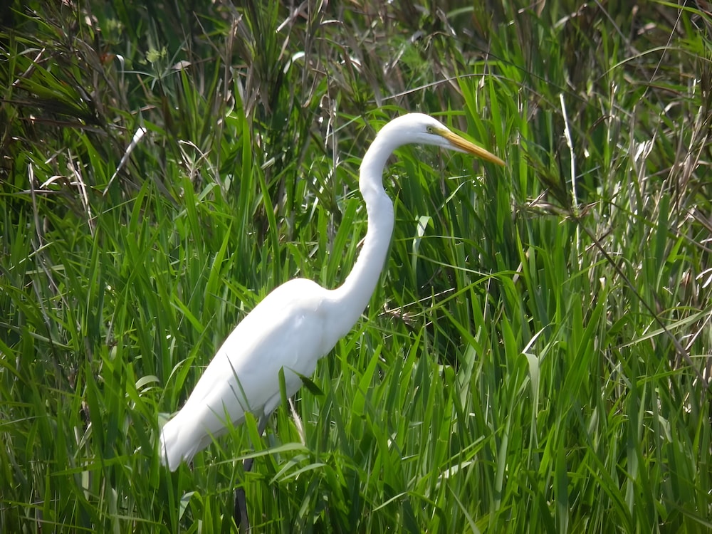 Wild Wetlands Lodge