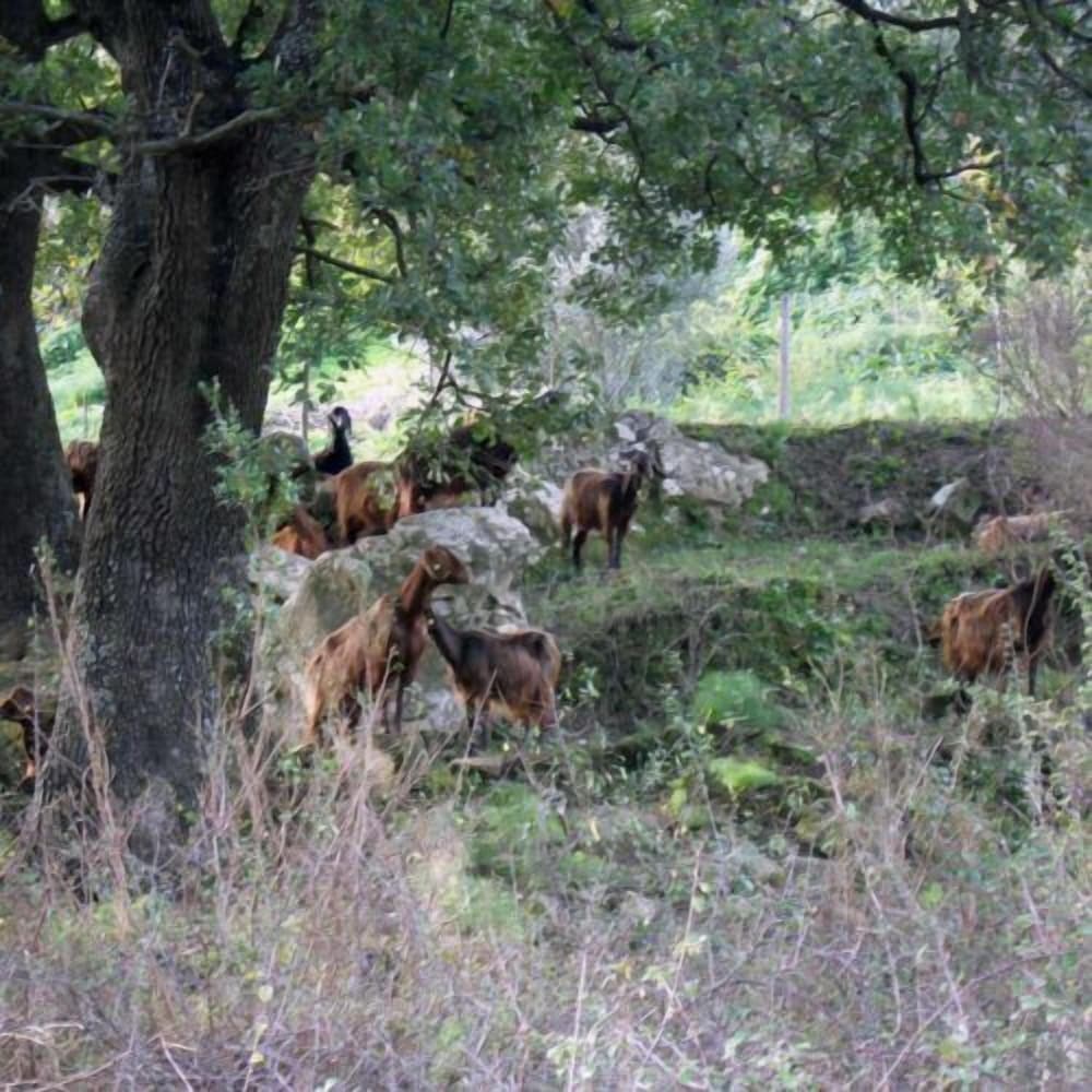 Agriturismo Modi