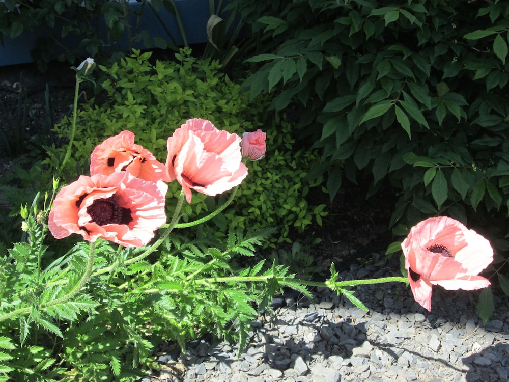 Le Jardin des Mésanges