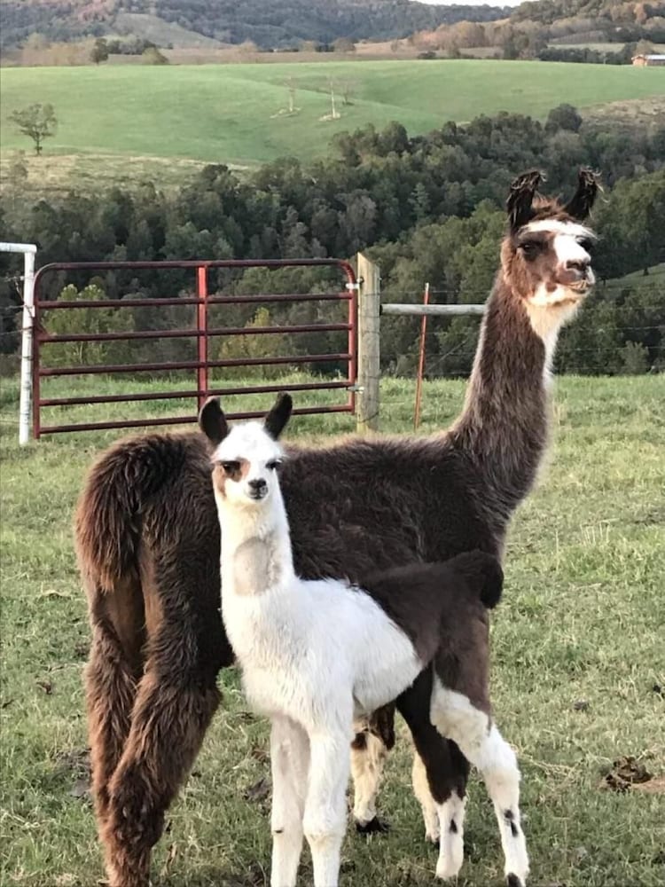 Omaha Vacations - Llama House - Property Image 12