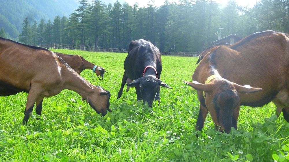 Agriturismo Le Reve