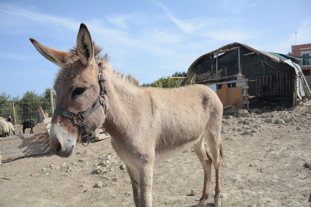 The Green Park Merter - Image 27