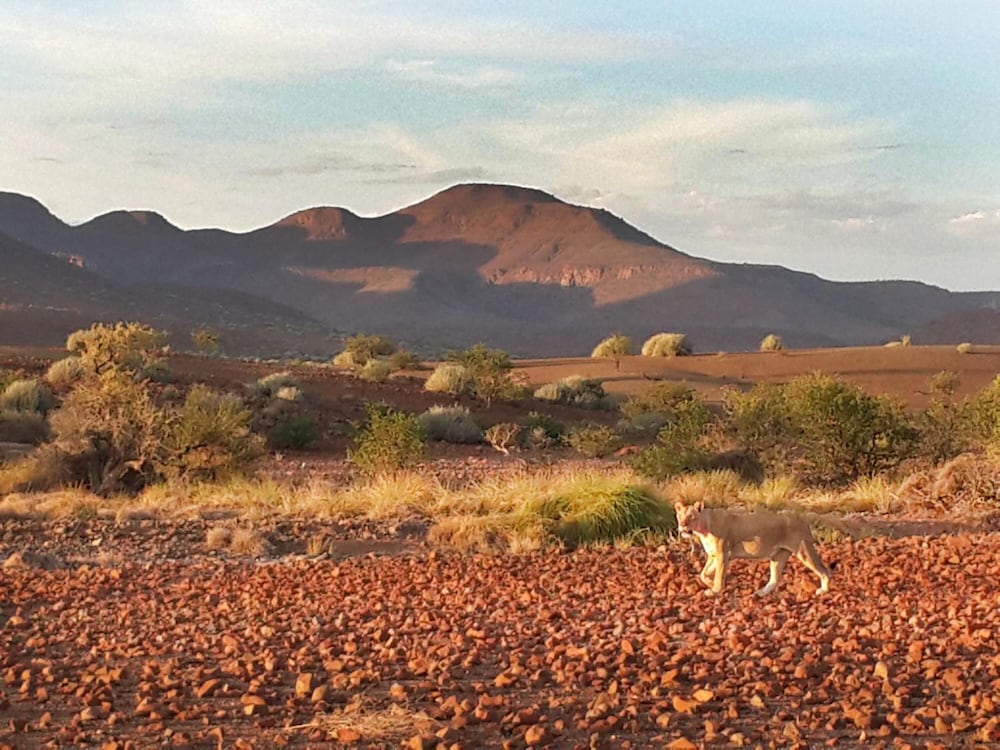 Etendeka Mountain Camp