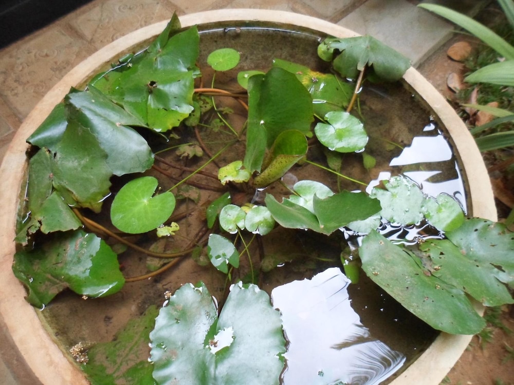 Green Bamboo House