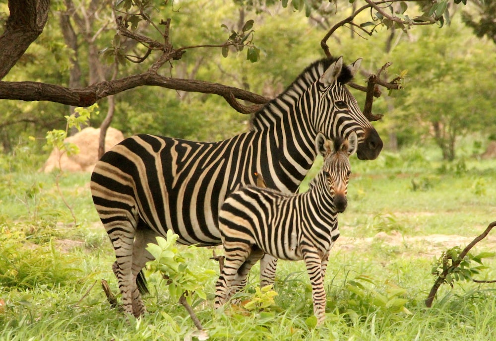 Fathala Wildlife Reserve