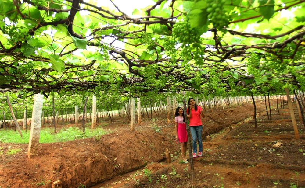 Harvest Fresh Farms