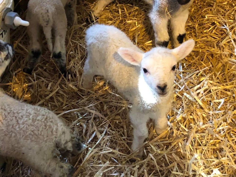 Marlborough Vacations - Perfect Cottage Hideaway in the Divine Pewsey Vale - Property Image 3