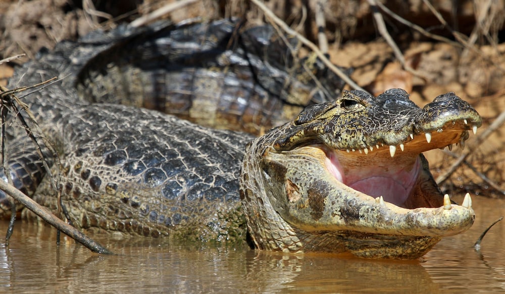 SouthWild Pantanal Lodge