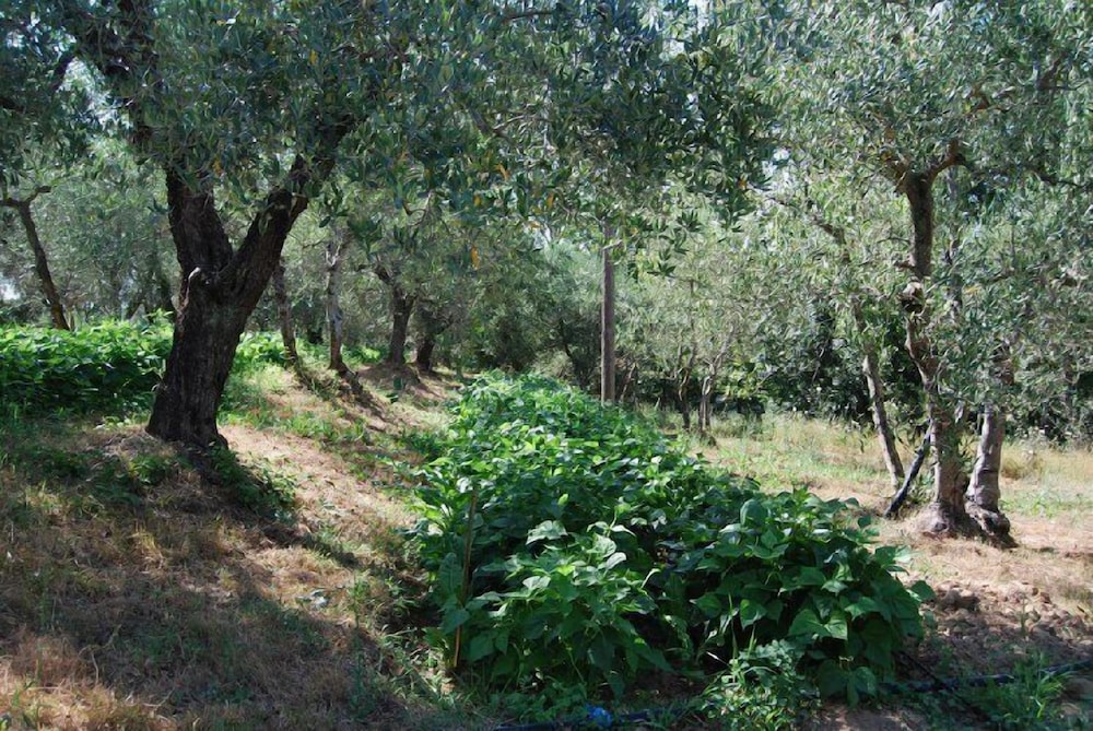 Tenuta il Pino