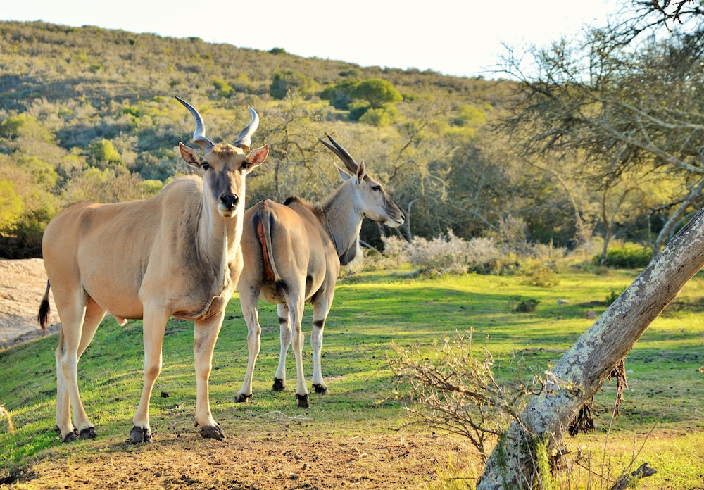 Garden Route Safari Camp