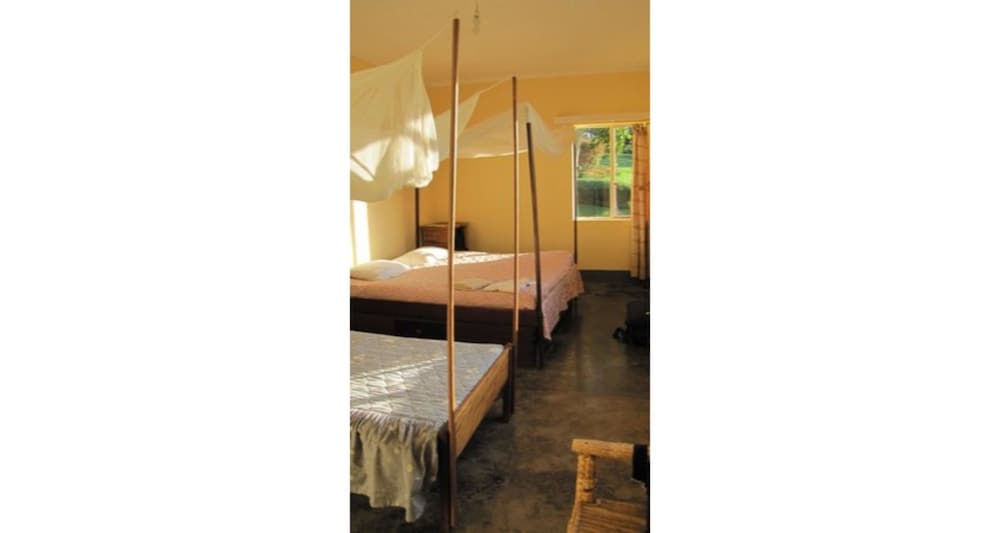 Chimpanzee Forest Guest House view 5
